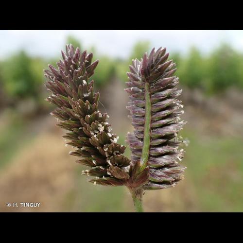 <i>Eleusine tristachya</i> (Lam.) Lam., 1792 © H. TINGUY