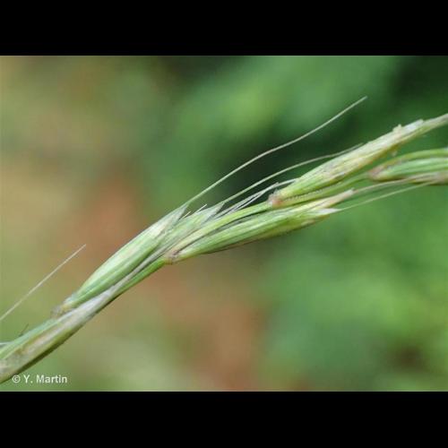 <i>Elymus caninus</i> (L.) L., 1755 © NULL