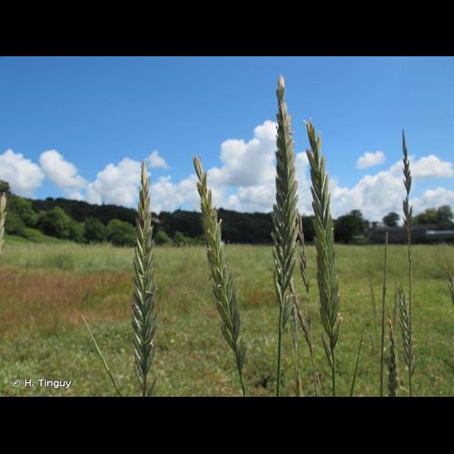 <i>Elytrigia acuta</i> (DC.) Tzvelev, 1973 &copy; H. Tinguy