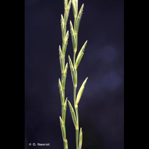 <i>Elytrigia intermedia</i> (Host) Nevski, 1933 © O. Nawrot