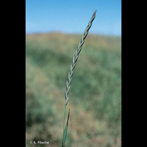 <i>Elytrigia repens</i> (L.) Desv. ex Nevski, 1934 © S. Filoche