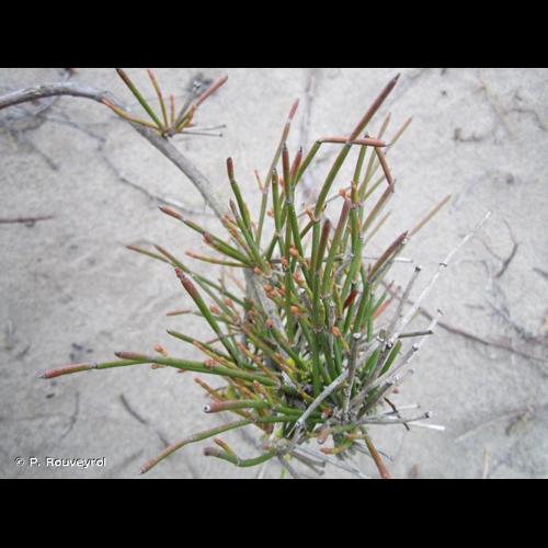 <i>Ephedra distachya</i> L., 1753 &copy; P. Rouveyrol