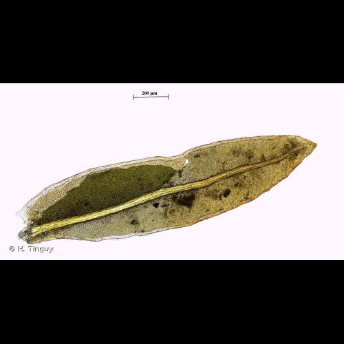 <i>Fissidens crassipes</i> Wilson ex Bruch & Schimp., 1849 &copy; H. Tinguy