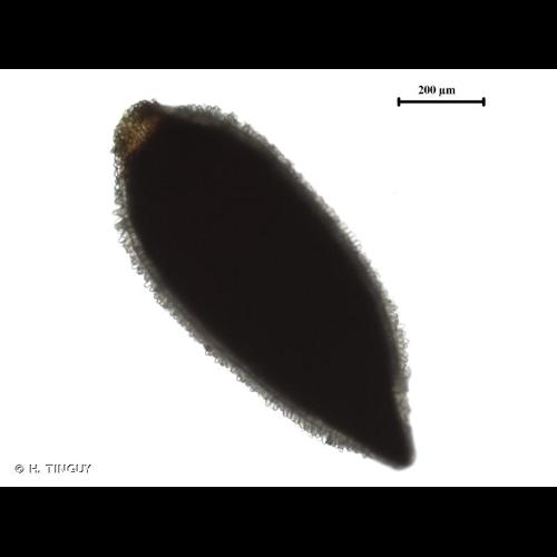 <i>Epilobium ciliatum</i> Raf., 1808 © H. TINGUY