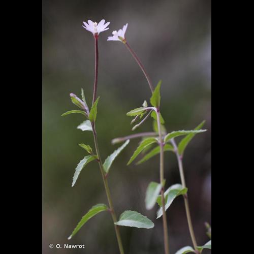 <i>Epilobium collinum</i> C.C.Gmel., 1826 © O. Nawrot