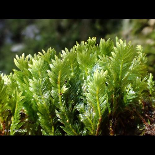 <i>Fissidens dubius</i> P.Beauv., 1805 &copy; H. TINGUY