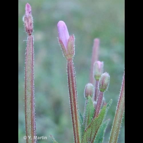 <i>Epilobium parviflorum</i> Schreb., 1771 &copy; NULL