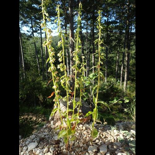 <i>Epipactis distans</i> Arv.-Touv., 1872 © H. TINGUY