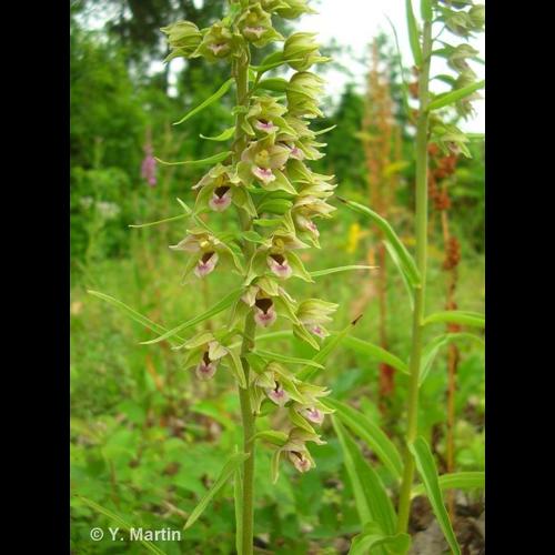 <i>Epipactis helleborine</i> (L.) Crantz, 1769 © NULL