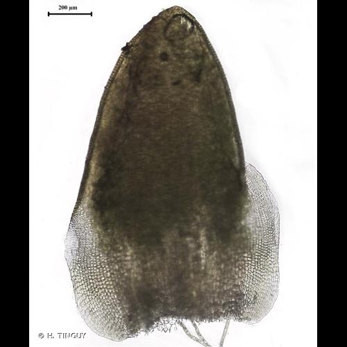 <i>Aloina rigida</i> (Hedw.) Limpr., 1888 © H. TINGUY