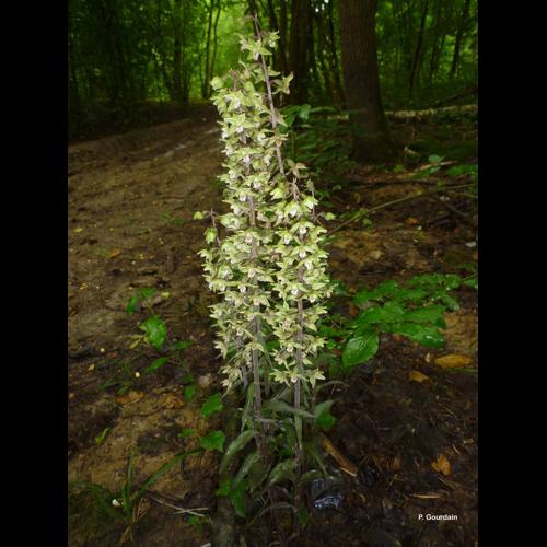 <i>Epipactis purpurata</i> Sm., 1828 [nom. cons.] © P. Gourdain
