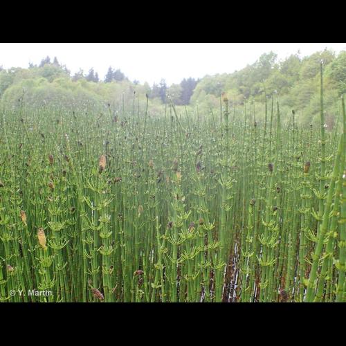 <i>Equisetum fluviatile</i> L., 1753 © NULL