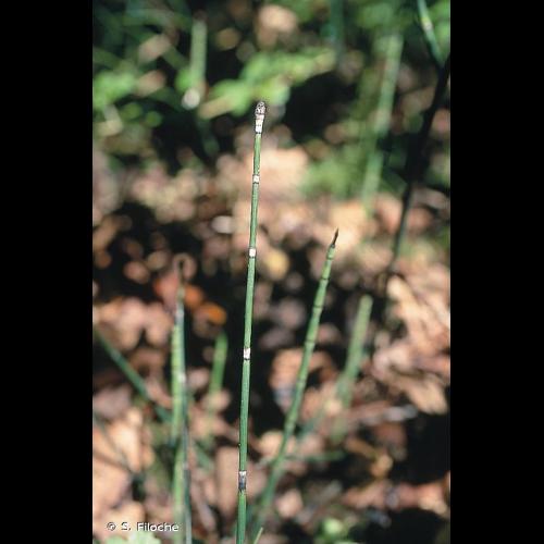<i>Equisetum hyemale</i> L., 1753 © S. Filoche