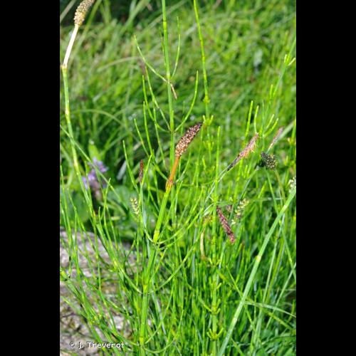 <i>Equisetum palustre</i> L., 1753 © J. Thevenot