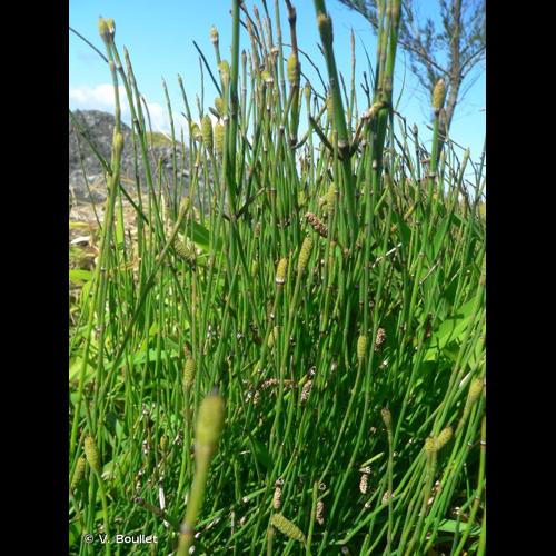 <i>Equisetum ramosissimum</i> Desf., 1799 © V. Boullet