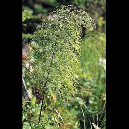 <i>Equisetum sylvaticum</i> L., 1753 © S. Filoche