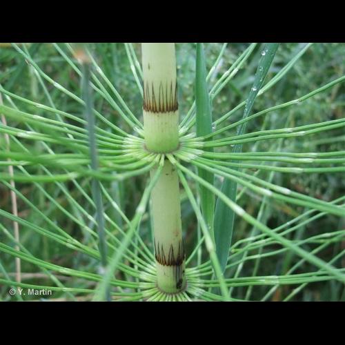 <i>Equisetum telmateia</i> Ehrh., 1783 &copy; NULL