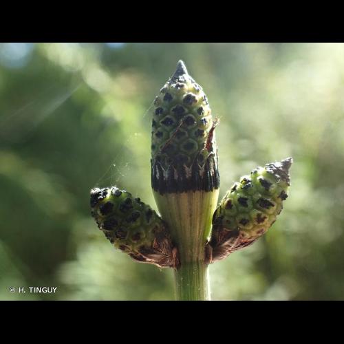 <i>Equisetum </i>x<i> moorei</i> Newman, 1854 © H. TINGUY