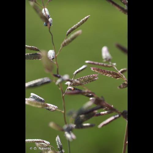 <i>Eragrostis cilianensis</i> (All.) Vignolo ex Janch., 1907 © O. Nawrot