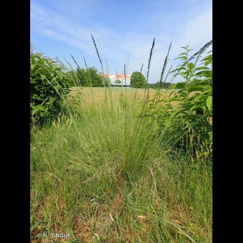 <i>Eragrostis curvula</i> (Schrad.) Nees, 1841 © H. TINGUY