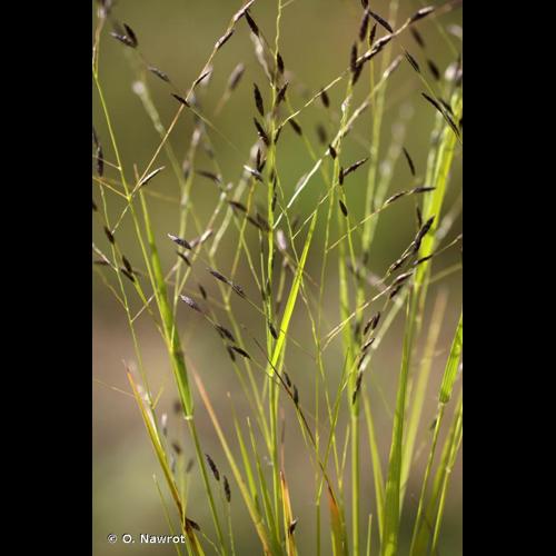<i>Eragrostis pectinacea</i> (Michx.) Nees, 1841 © O. Nawrot