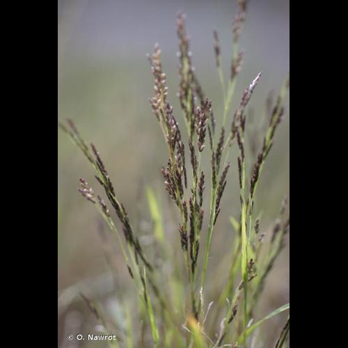 <i>Eragrostis pilosa</i> (L.) P.Beauv., 1812 © O. Nawrot