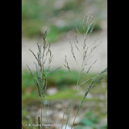 <i>Eragrostis virescens</i> J.Presl, 1830 © R. Dupré MNHN/CBNBP