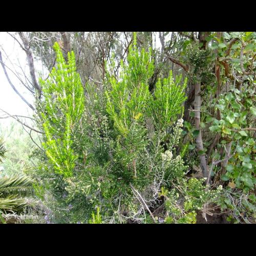 <i>Erica arborea</i> L., 1753 &copy; NULL