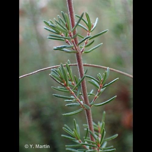 <i>Erica cinerea</i> L., 1753 © NULL