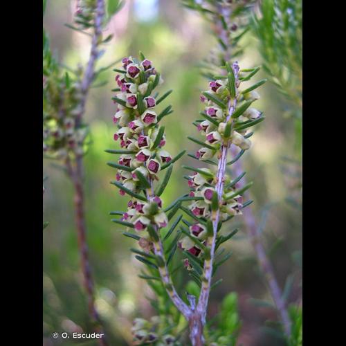 <i>Erica scoparia</i> L., 1753 © O. Escuder
