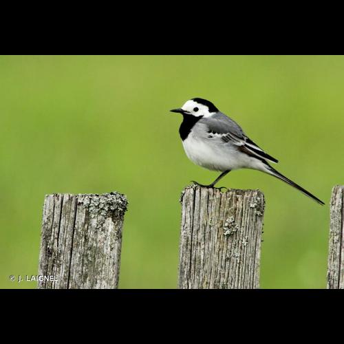 <i>Motacilla alba</i> Linnaeus, 1758 © J. LAIGNEL
