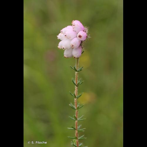 <i>Erica tetralix</i> L., 1753 © S. Filoche