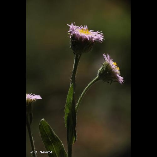 <i>Erigeron atticus</i> Vill., 1788 © O. Nawrot