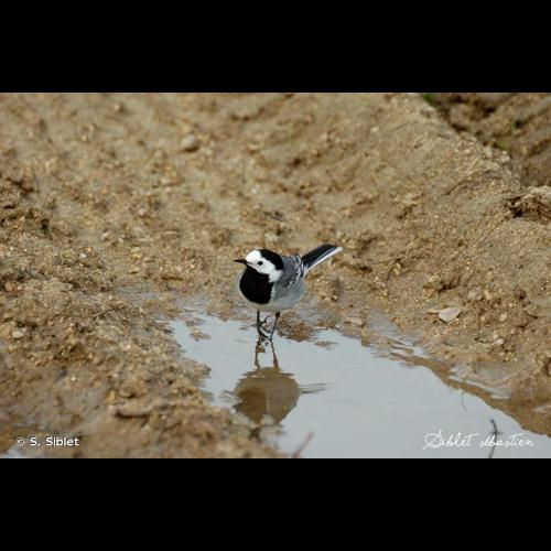 <i>Motacilla alba alba</i> Linnaeus, 1758 © S. Siblet