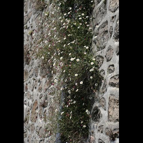 <i>Erigeron karvinskianus</i> DC., 1836 © O. Nawrot