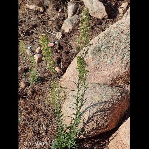 <i>Erigeron sumatrensis</i> Retz., 1810 © NULL