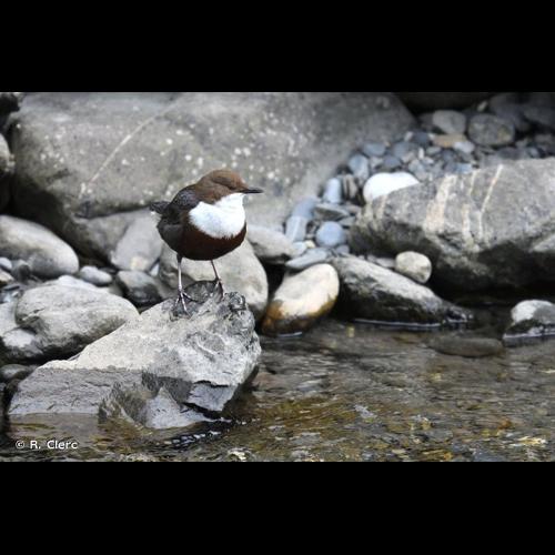 <i>Cinclus cinclus</i> (Linnaeus, 1758) © R. Clerc
