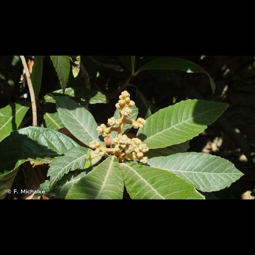 <i>Eriobotrya japonica</i> (Thunb.) Lindl., 1821 © F. Michalke