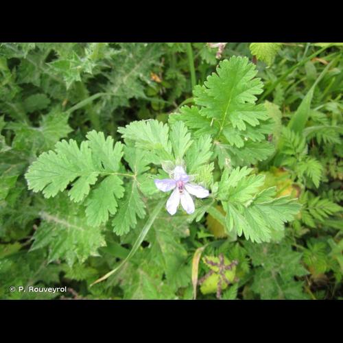 <i>Erodium ciconium</i> (L.) L'Hér., 1789 © P. Rouveyrol