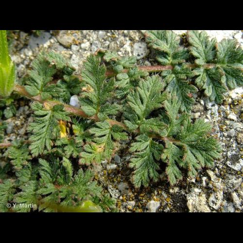 <i>Erodium cicutarium</i> (L.) L'Hér., 1789 © NULL
