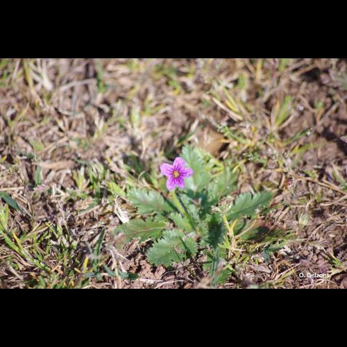 <i>Erodium malacoides</i> (L.) L'Hér., 1789 &copy; O. Delzons