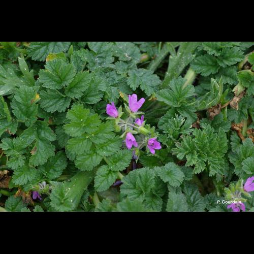 <i>Erodium moschatum</i> (L.) L'Hér., 1789 © P. Gourdain
