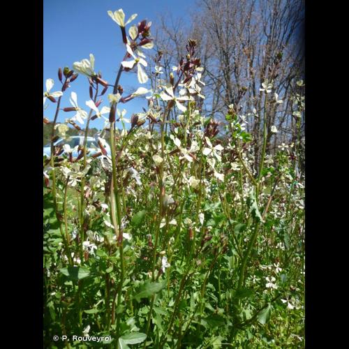 <i>Eruca vesicaria</i> (L.) Cav., 1802 © P. Rouveyrol