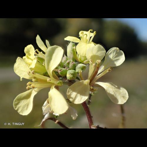 <i>Erucastrum gallicum</i> (Willd.) O.E.Schulz, 1916 © H. TINGUY