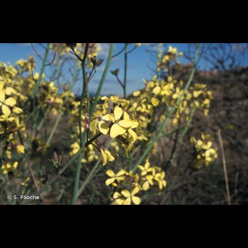 <i>Erucastrum nasturtiifolium</i> (Poir.) O.E.Schulz, 1916 © S. Filoche