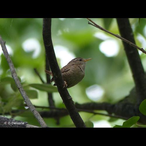 <i>Troglodytes troglodytes</i> (Linnaeus, 1758) © O.Delzons