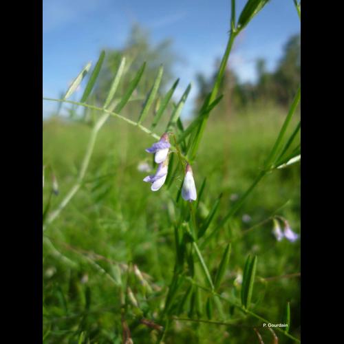 <i>Ervum tetraspermum</i> L., 1753 © P. Gourdain