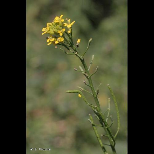 <i>Erysimum cheiranthoides</i> L., 1753 © S. Filoche