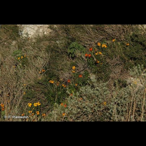 <i>Erysimum cheiri</i> (L.) Crantz, 1769 &copy; D. Massemin