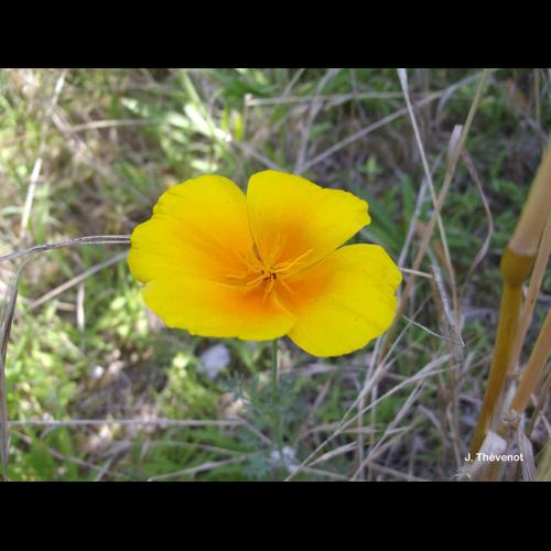 <i>Eschscholzia californica</i> Cham., 1820 © J. Thévenot